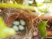 Cuatro pequeños huevos azul verdosos en un nido de ramas rodeado de hojas